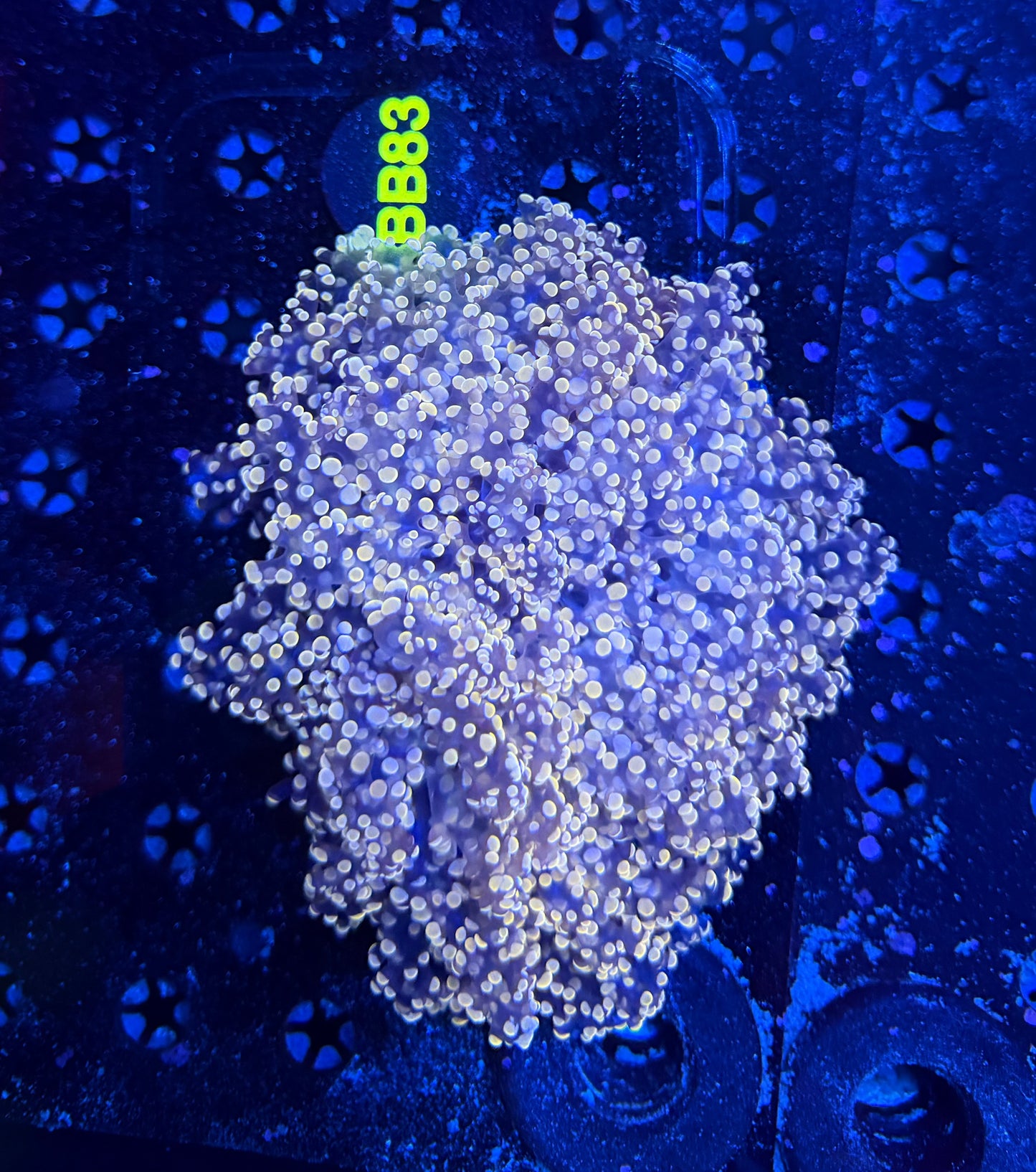 Fat head frogspawn
