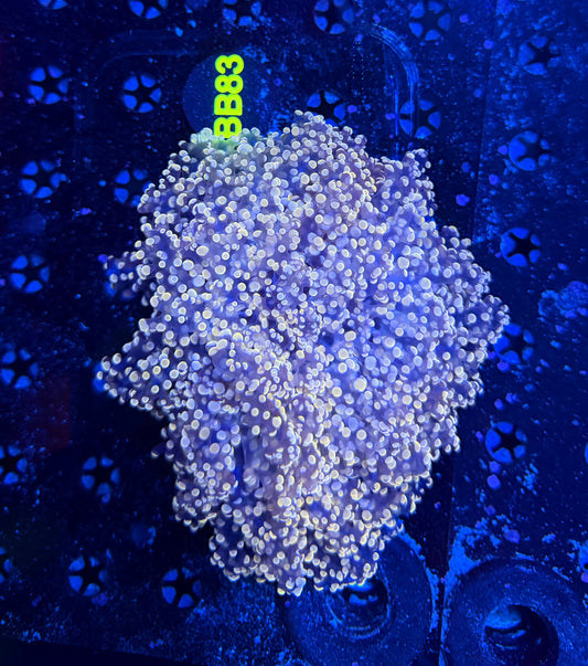 Fat head frogspawn