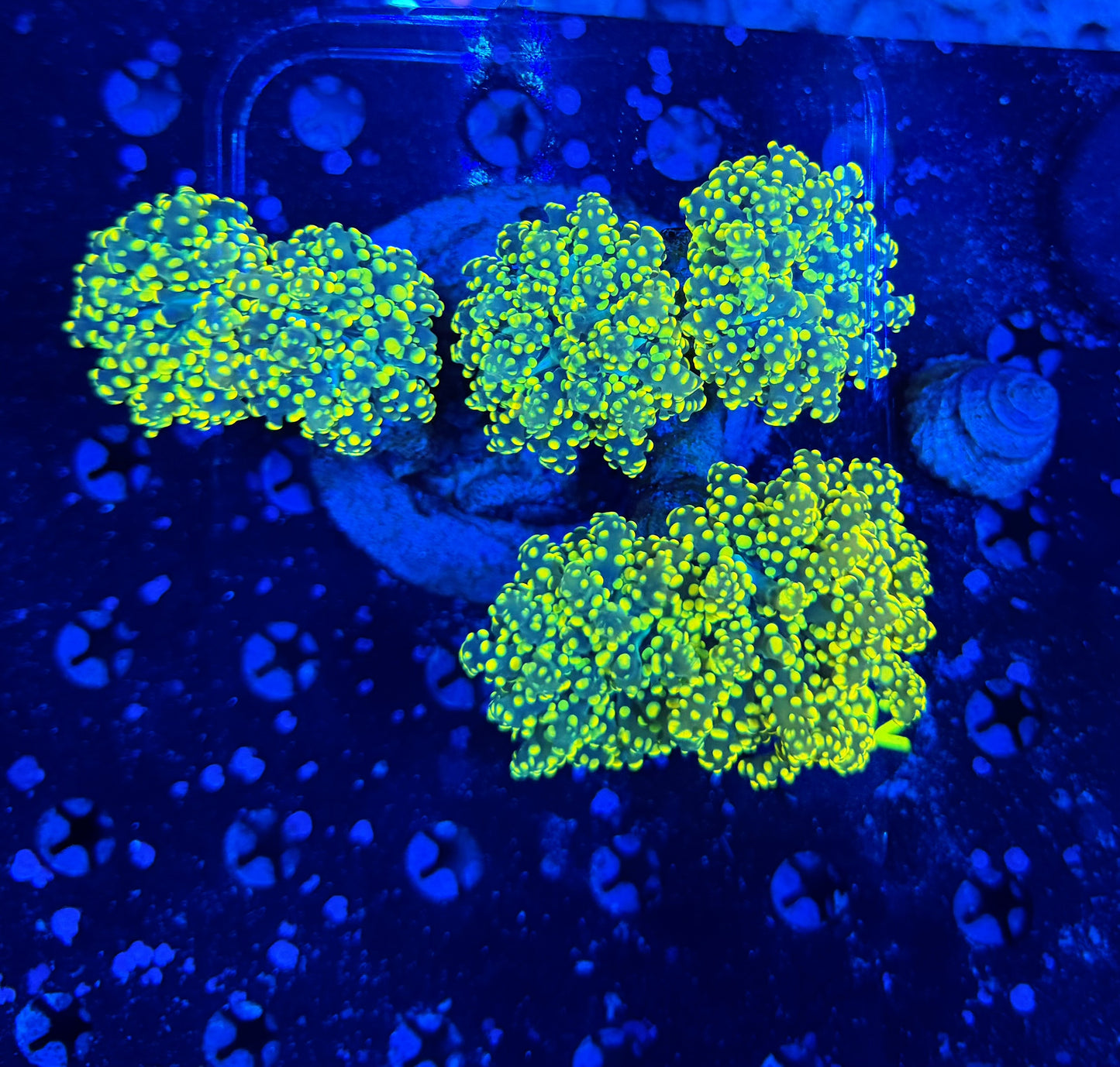 Rainbow frogspawn colony