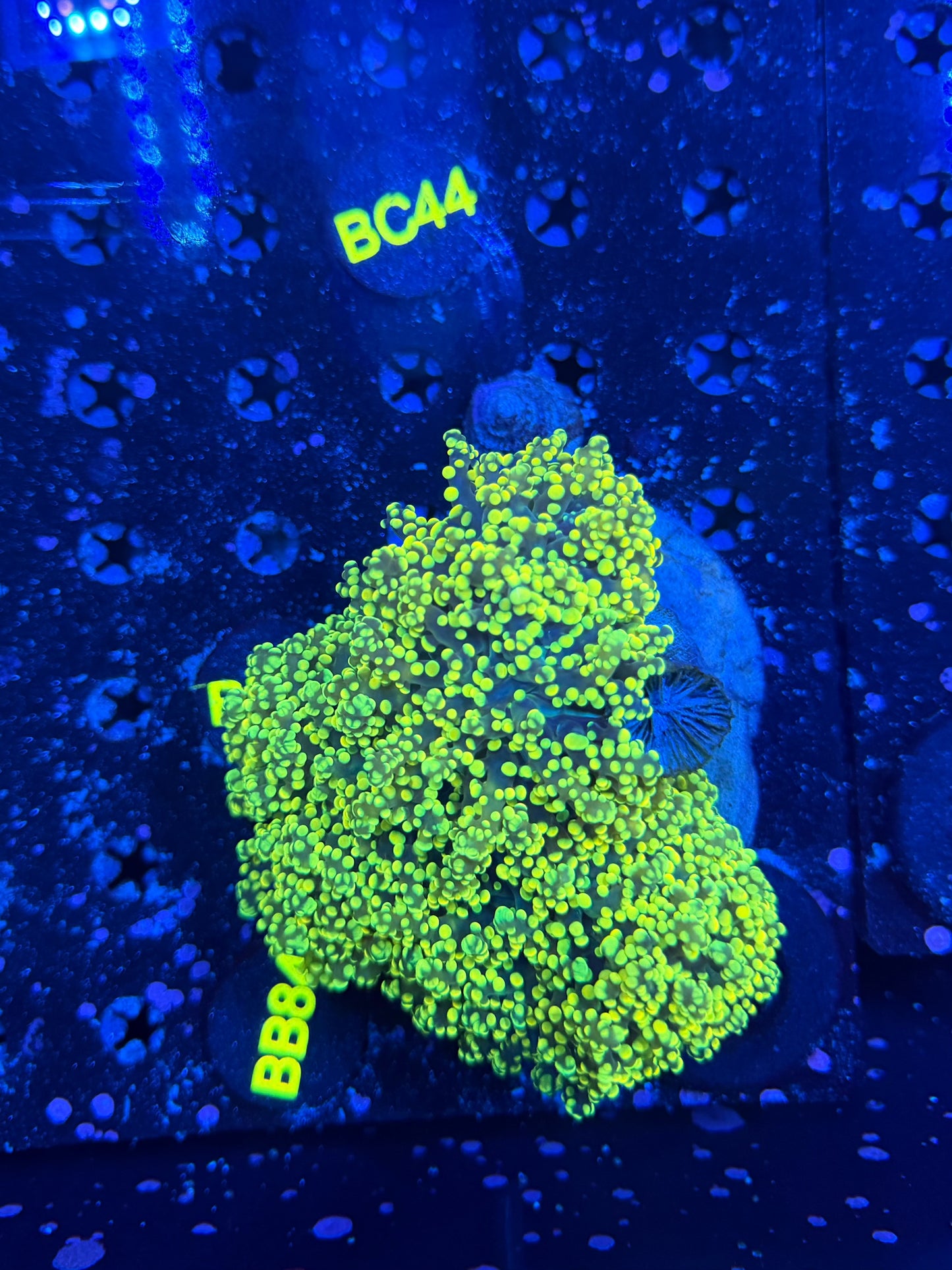 Rainbow frogspawn colony