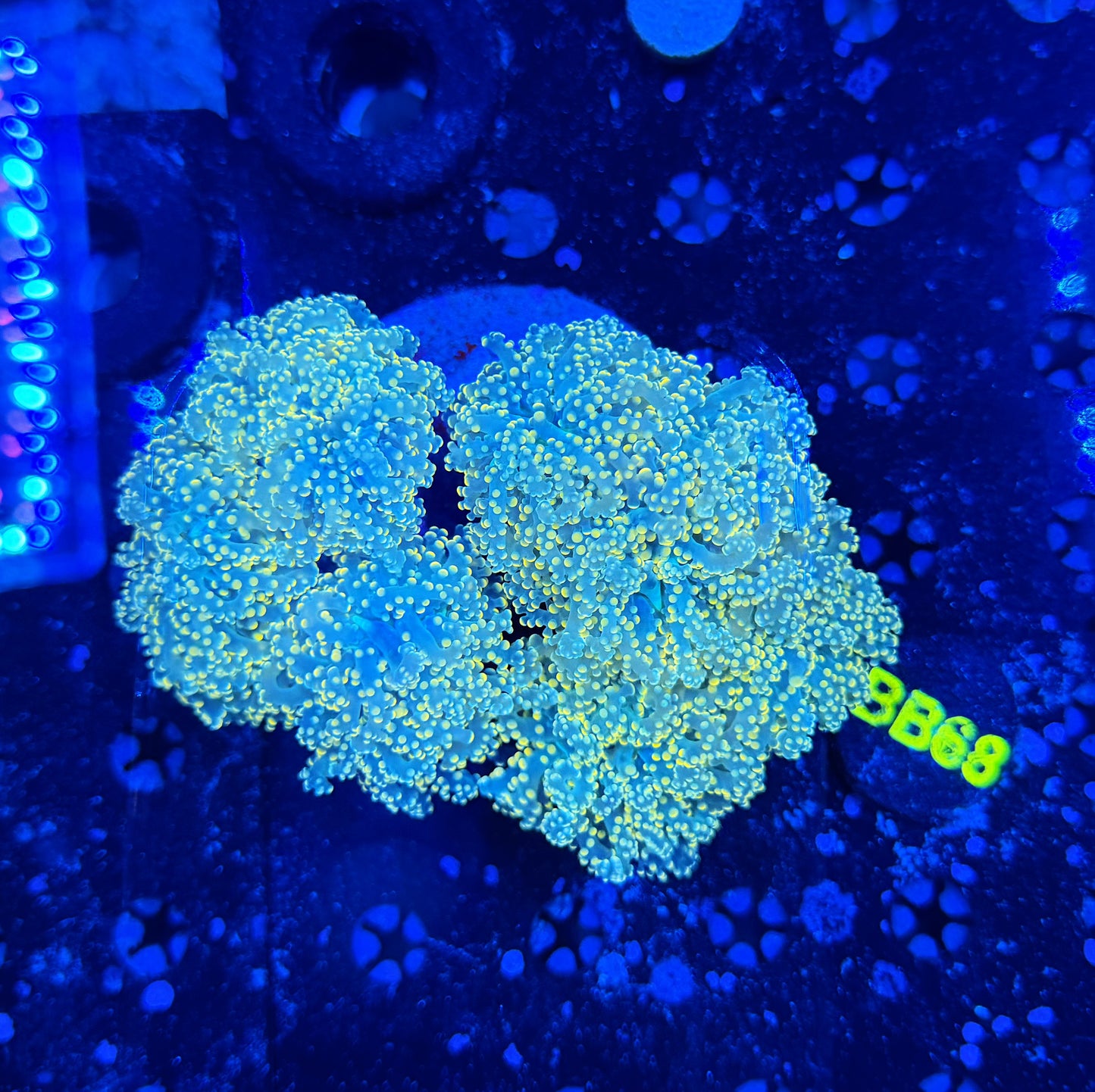 Rainbow frogspawn colony