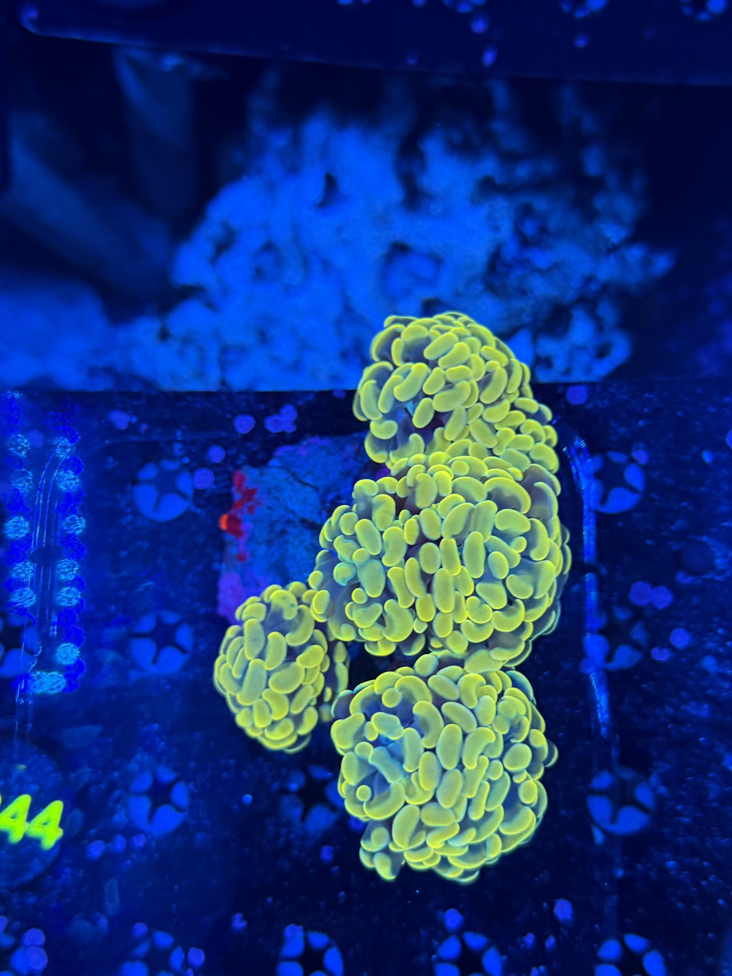 Rainbow hammer colony