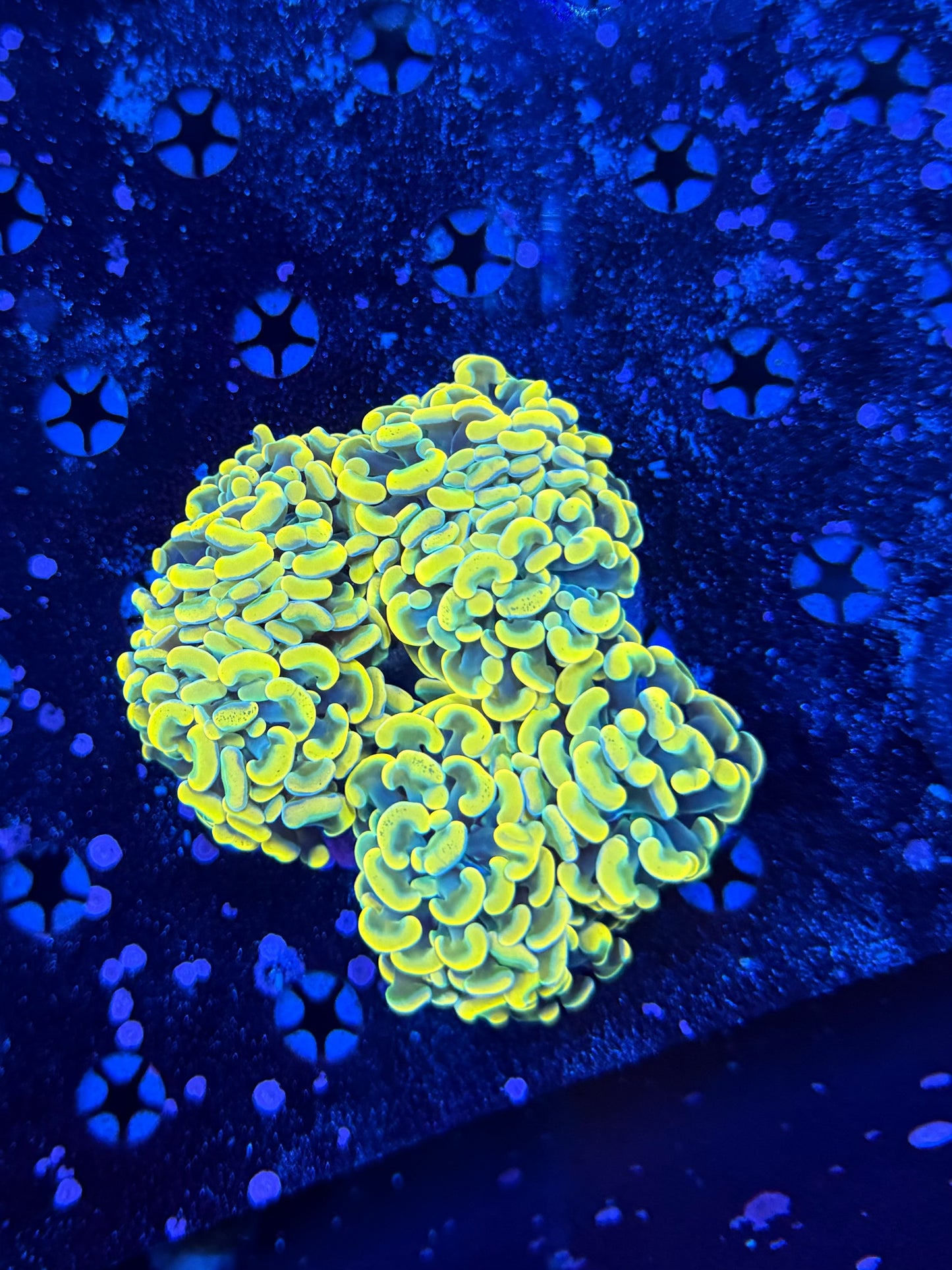Rainbow hammer colony