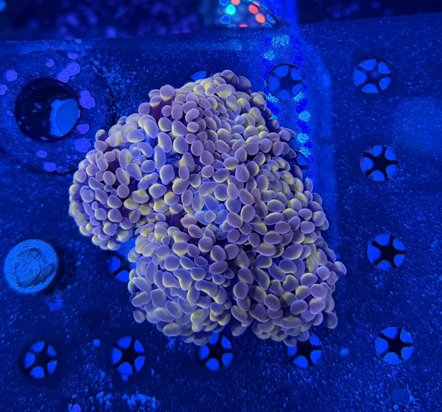 Rainbow hammer colony