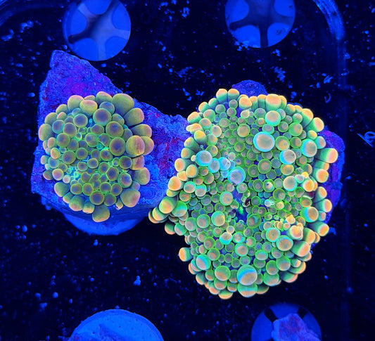 Malay bounce mushroom X2