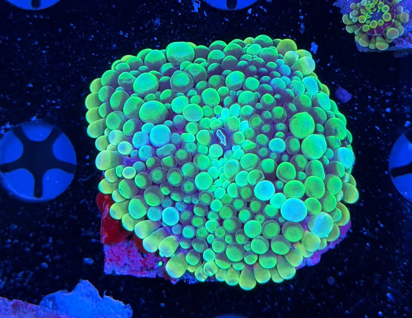Malay bounce mushroom