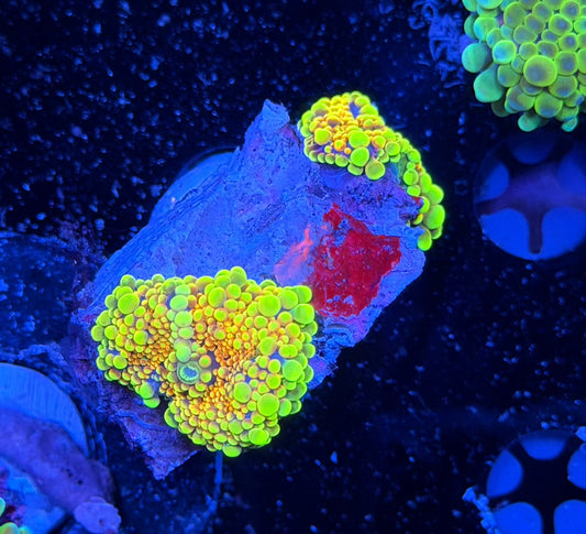 Crazy bright Malay bouncing Yuma x2