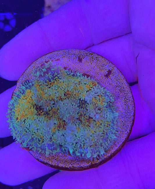 Rainbow carpet mushroom