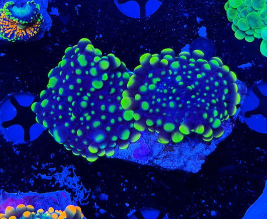 Malay bounce mushroom x 2