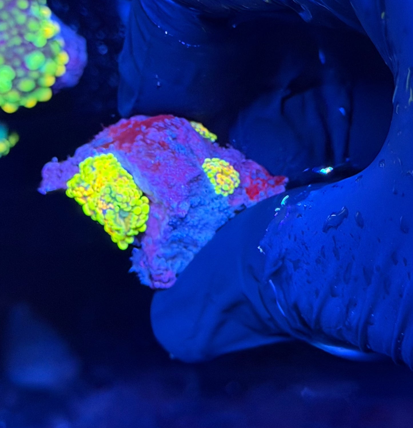 Crazy bright bouncing Yuma with babies