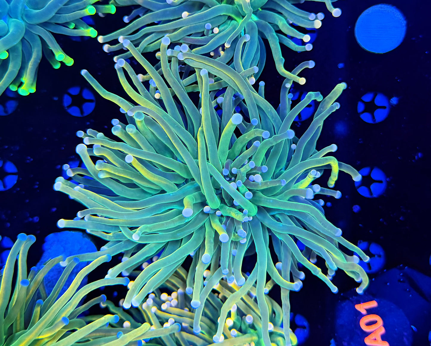 Malay pink tip hg Large
