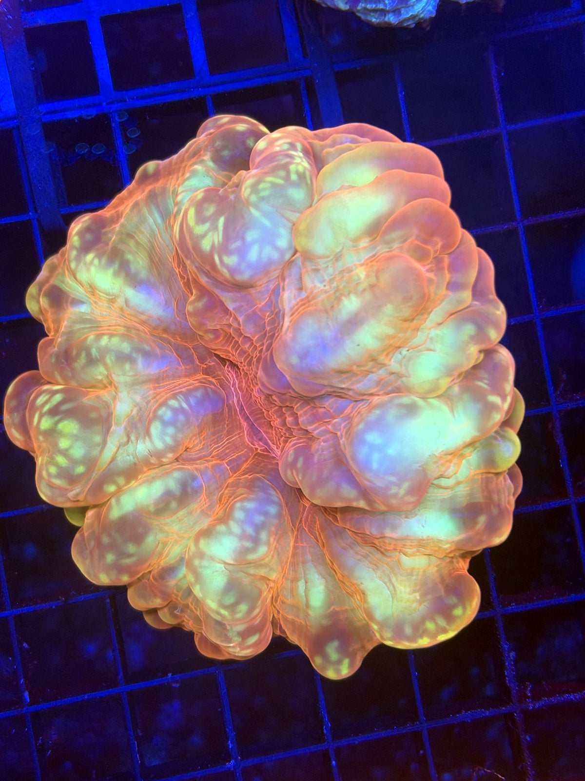 Cynarina SP