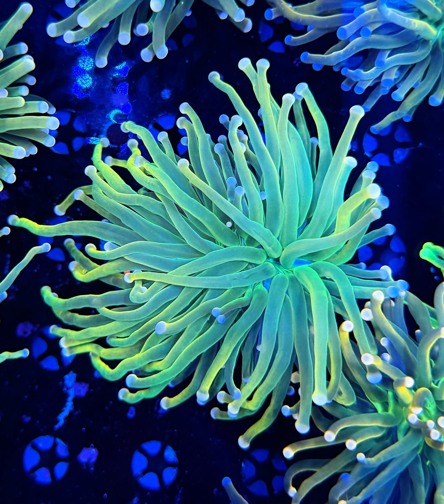 Malay pink tip hg