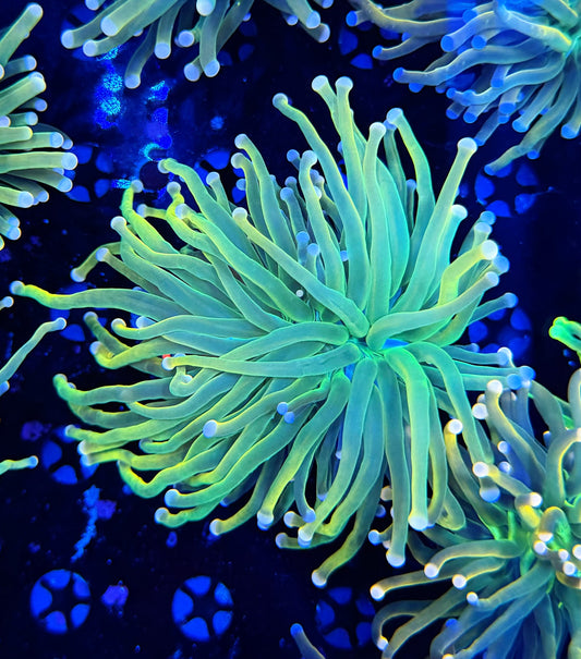 Malay pink tip hg