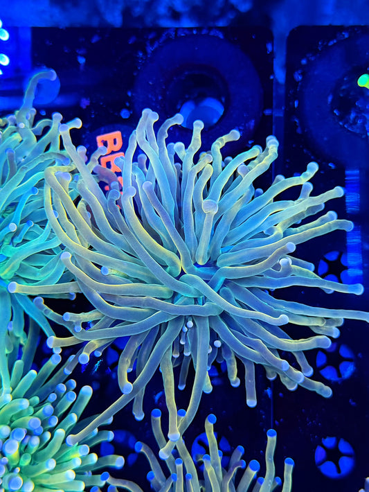 Malay pink tip hg
