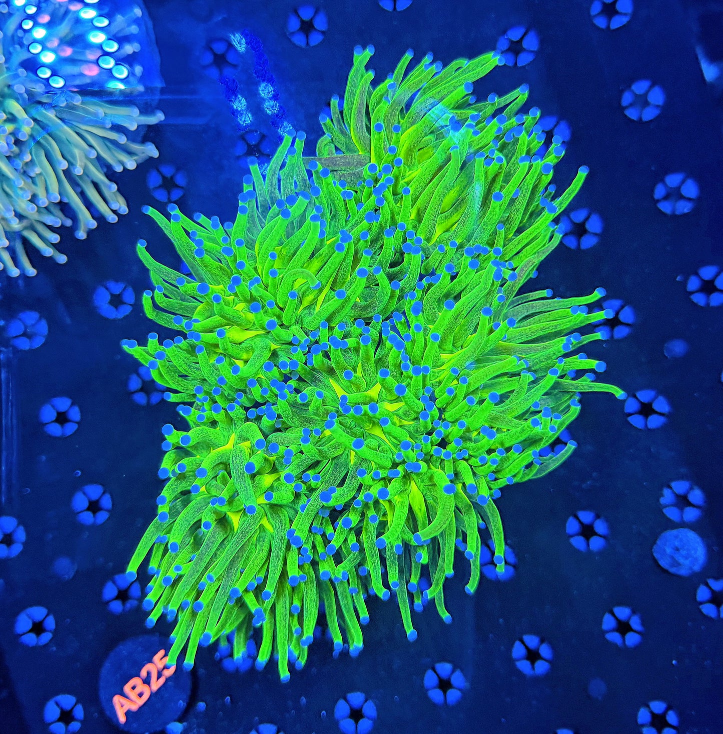 Glitter og hg colony 5-6 heads
