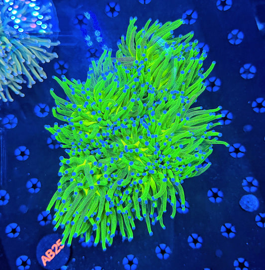 Glitter og hg colony 5-6 heads