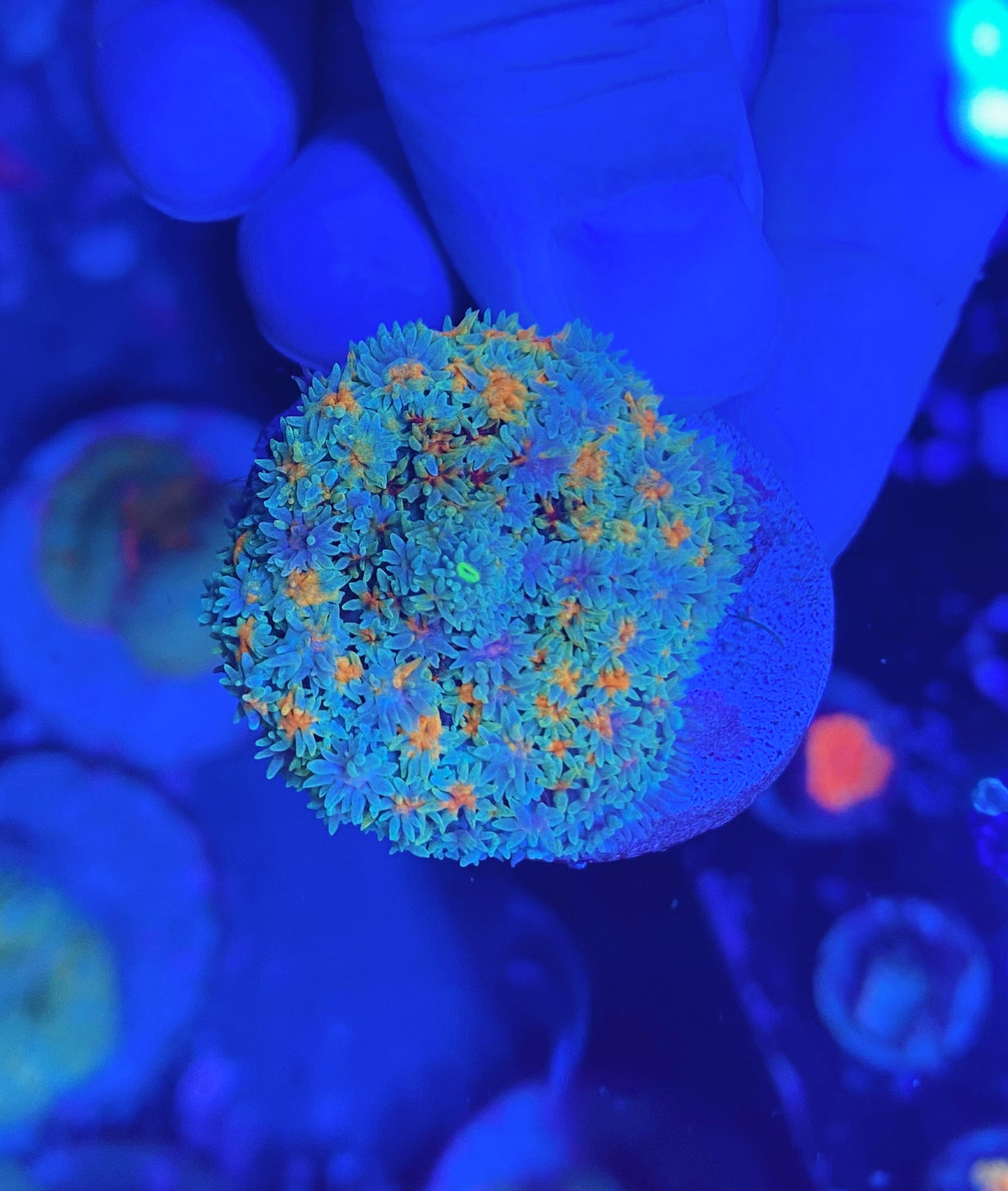 Rainbow carpet mushroom