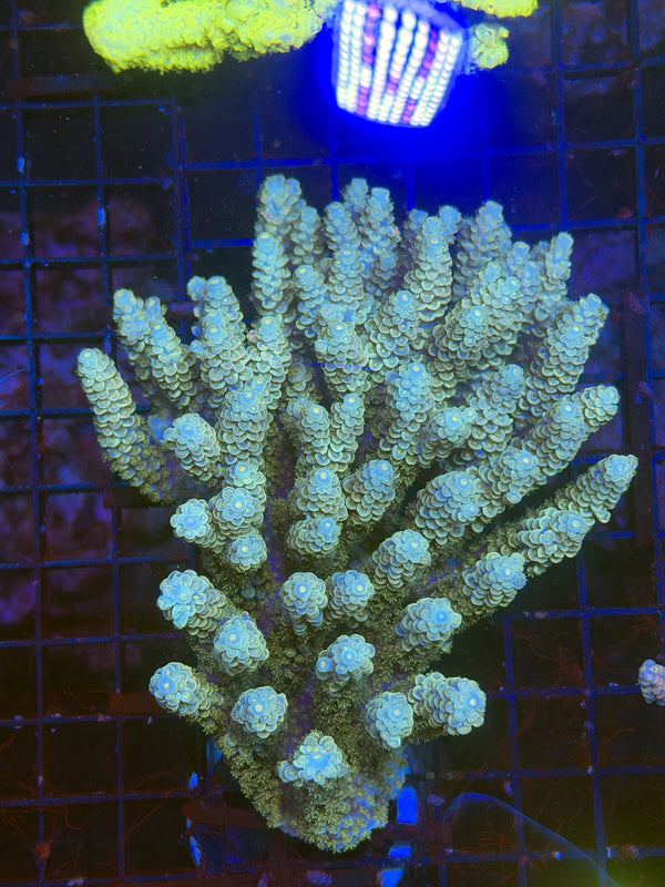 Malay tenius (clearance)