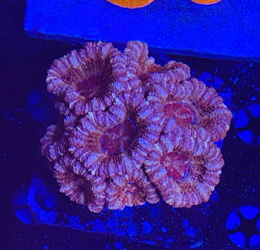 Asian acan