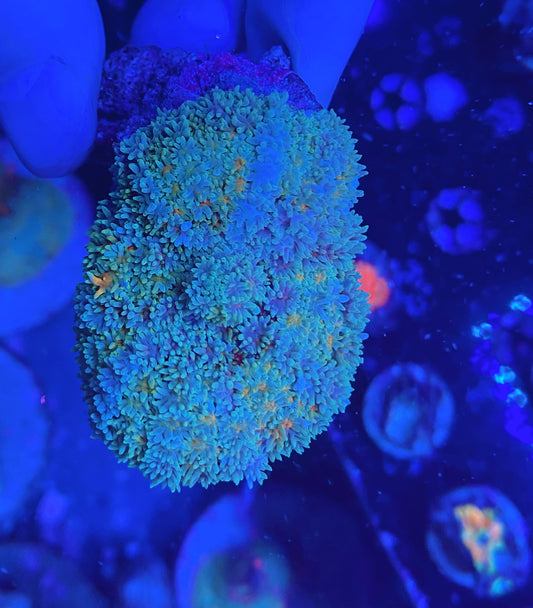 Rainbow carpet mushroom