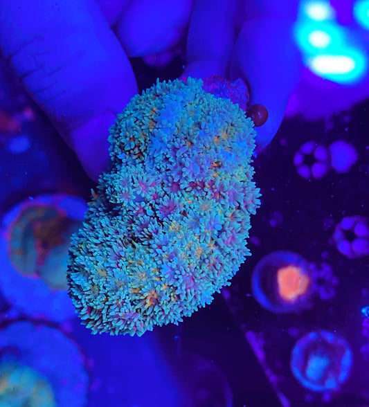 Rainbow carpet mushroom