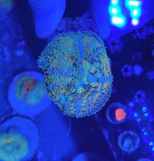 Rainbow carpet mushroom