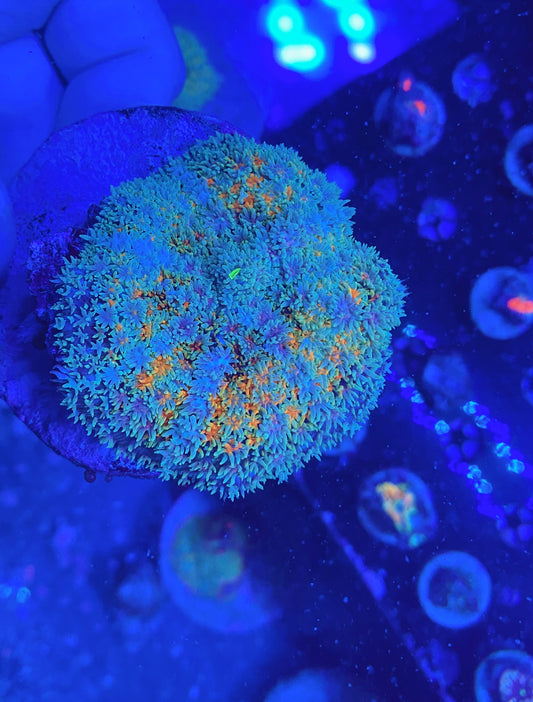 Rainbow carpet mushroom