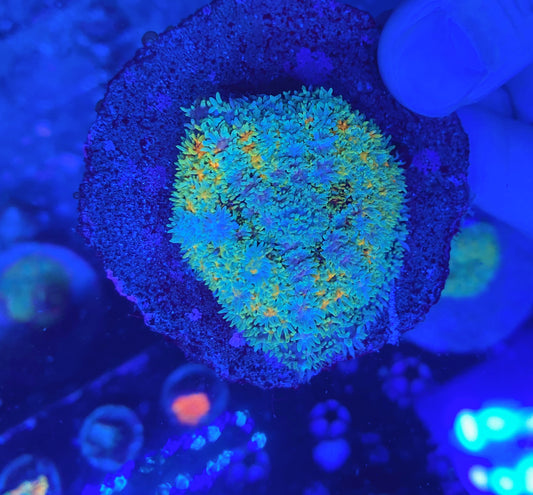 Rainbow carpet mushroom