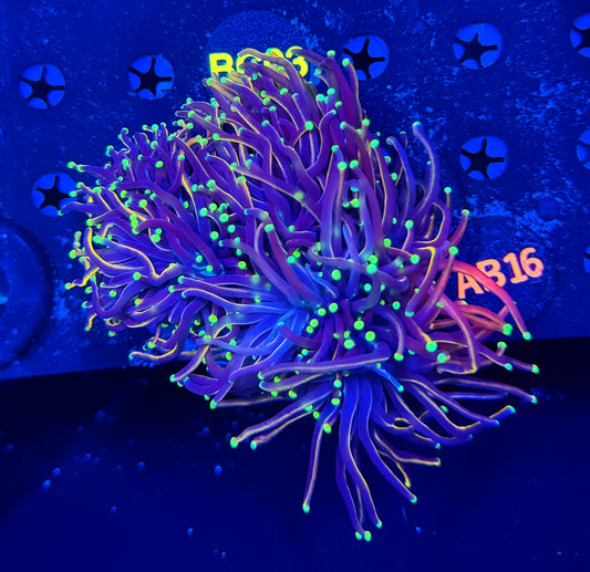 Indo gold colony b16