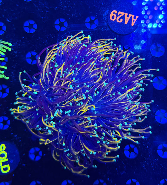 Indo gold colony a29