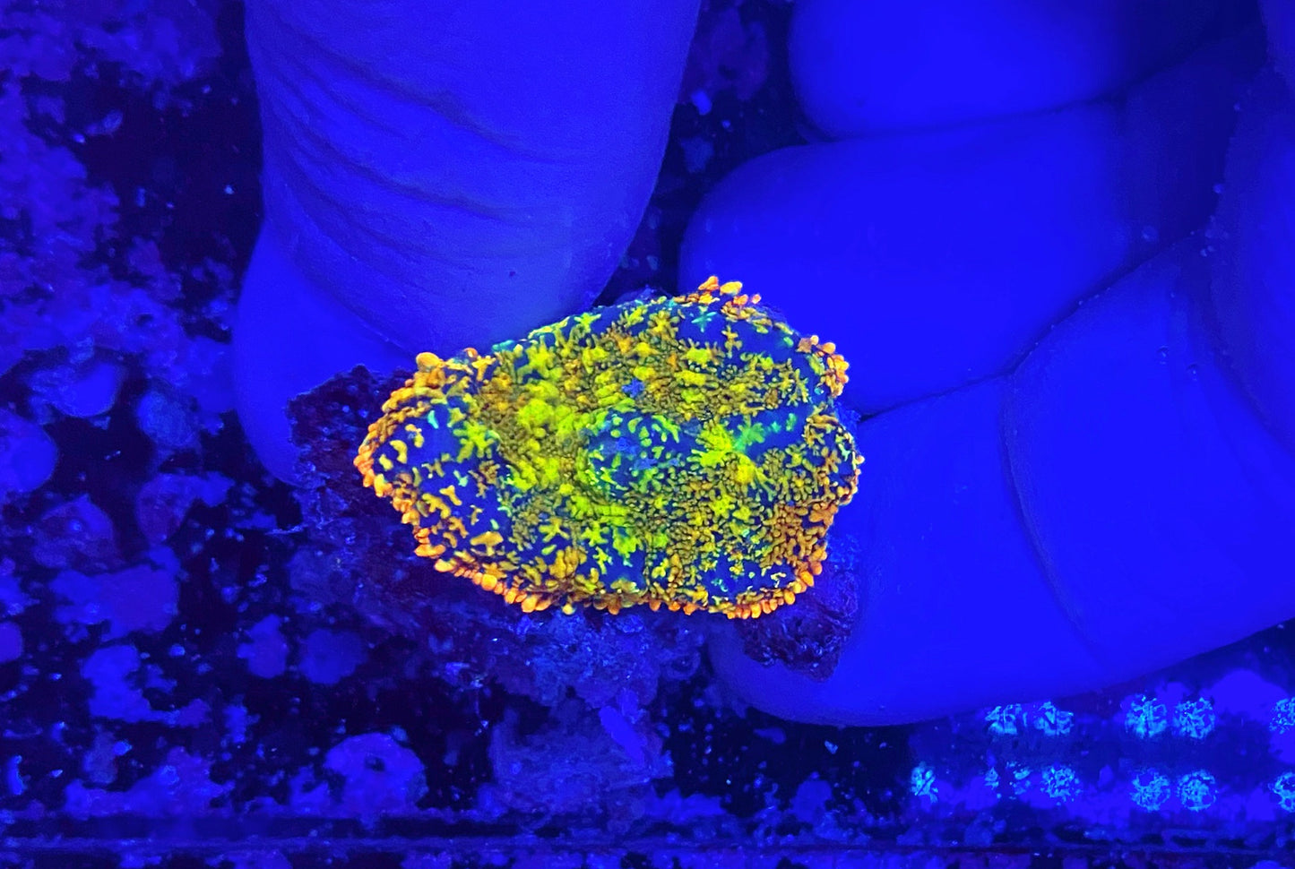 SP Shroom
