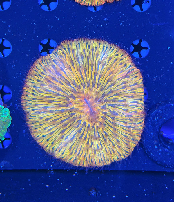 Rainbow plate