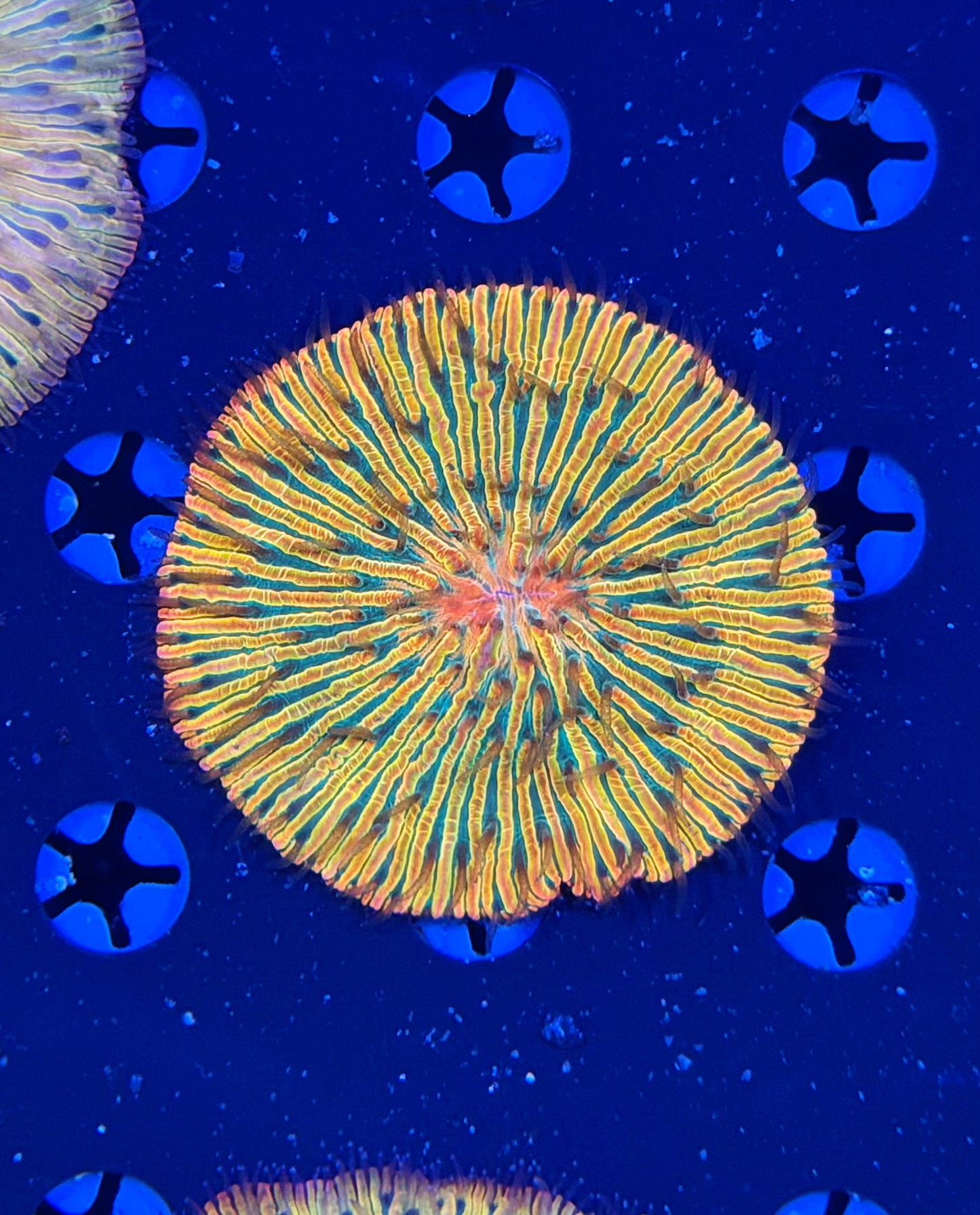 Rainbow plate