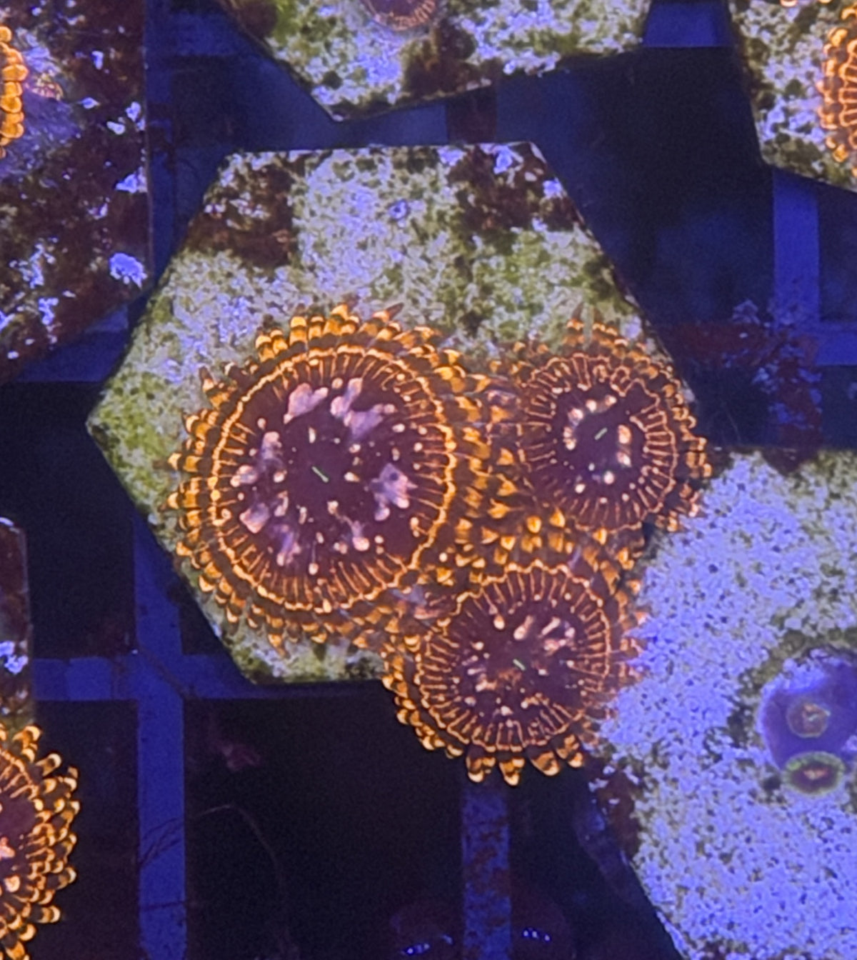 Utter chaos zoa