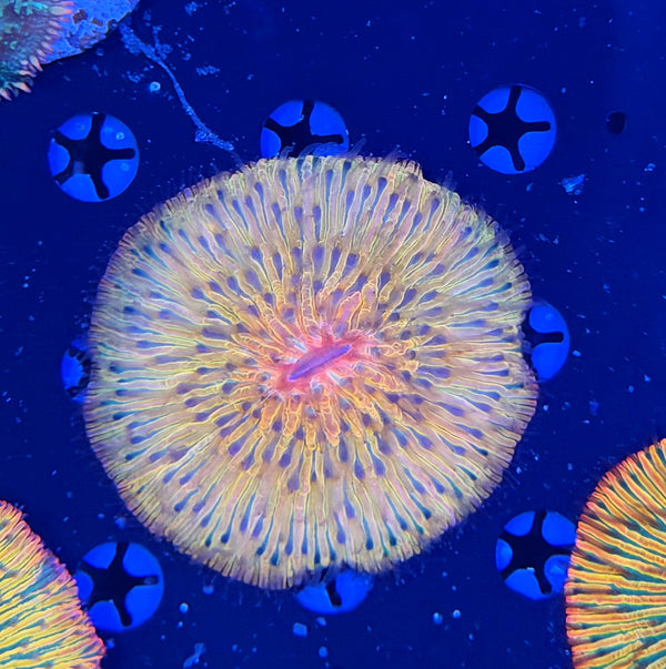 Rainbow plate
