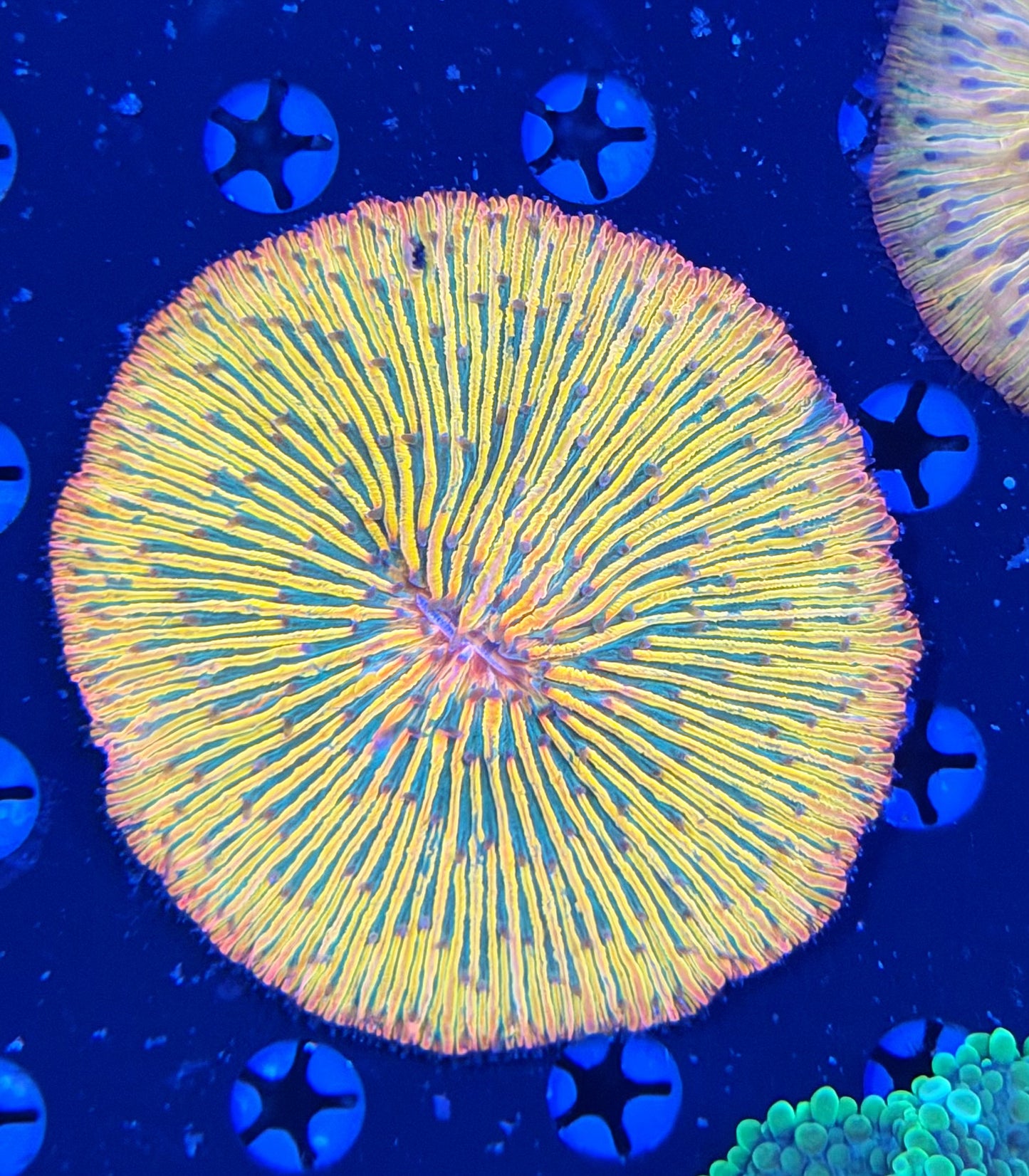 Rainbow plate