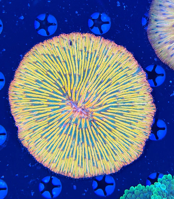 Rainbow plate