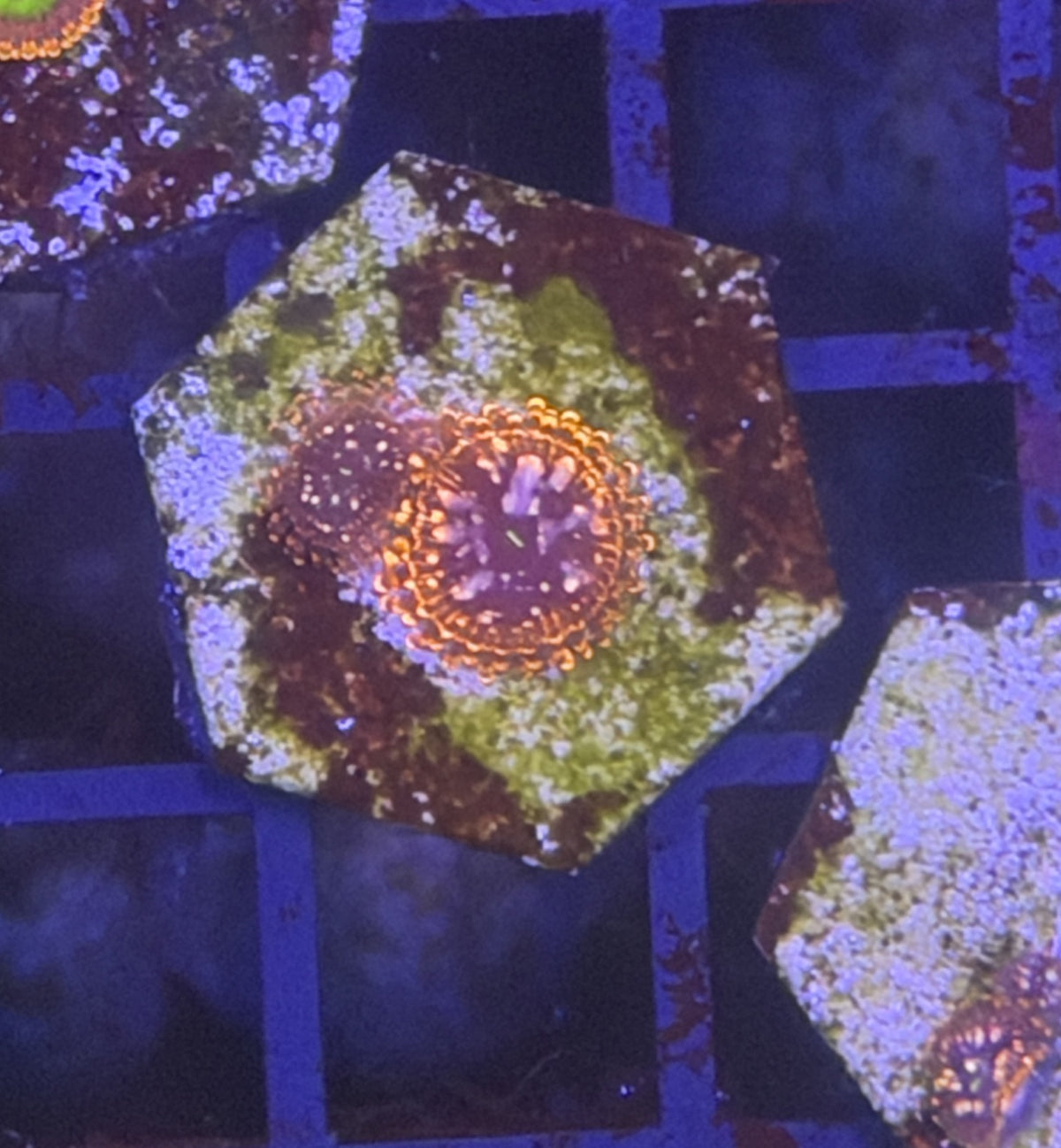 Utter chaos zoa