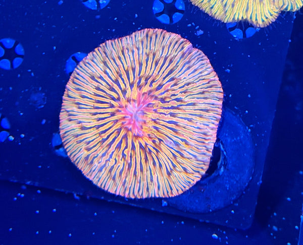 Rainbow plate
