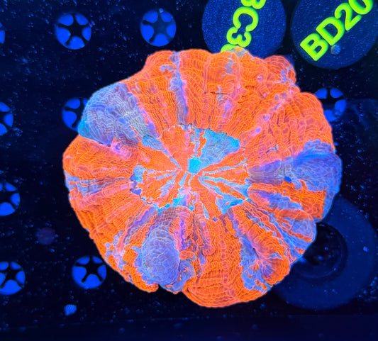 Rainbow acantho