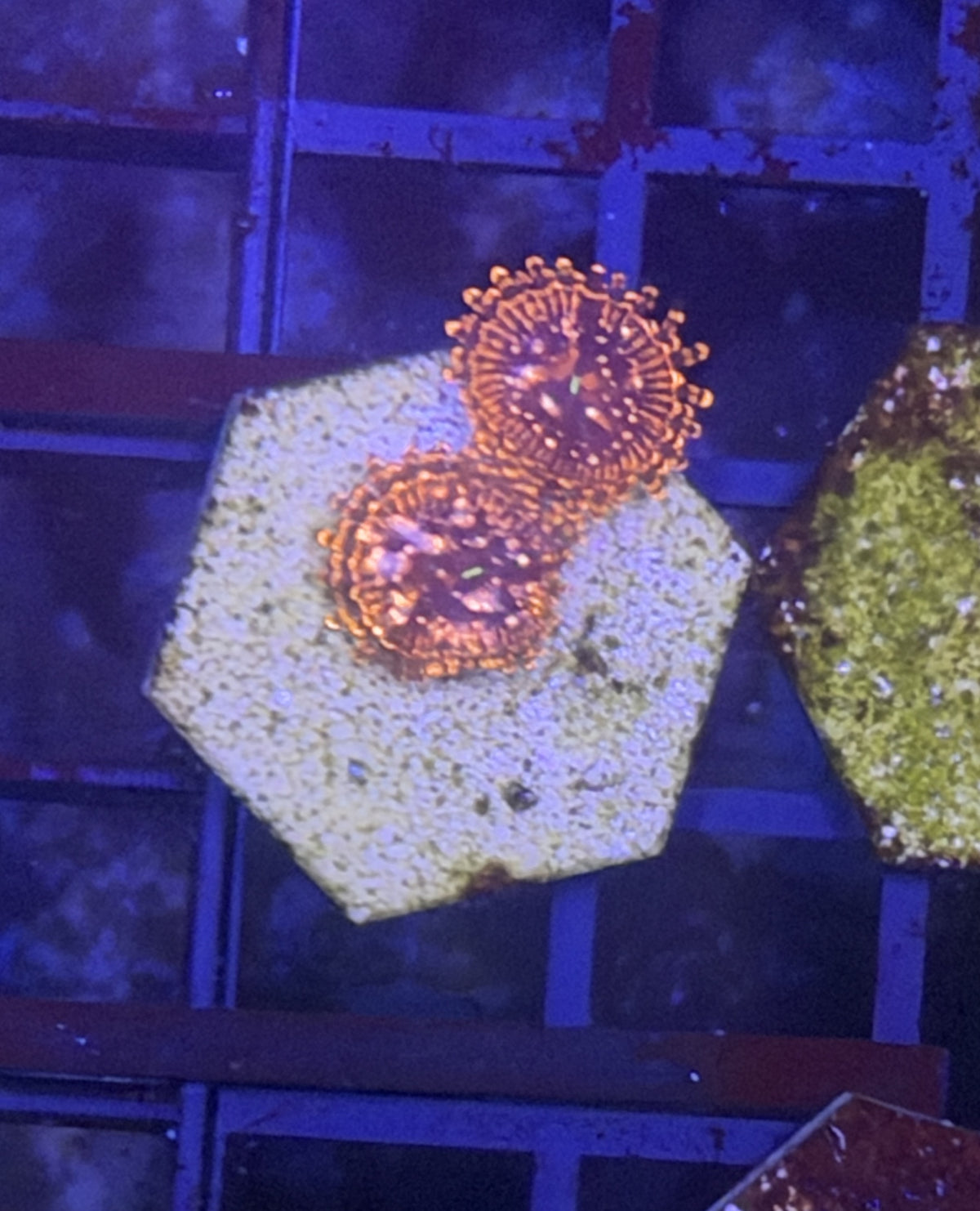 Utter chaos zoa