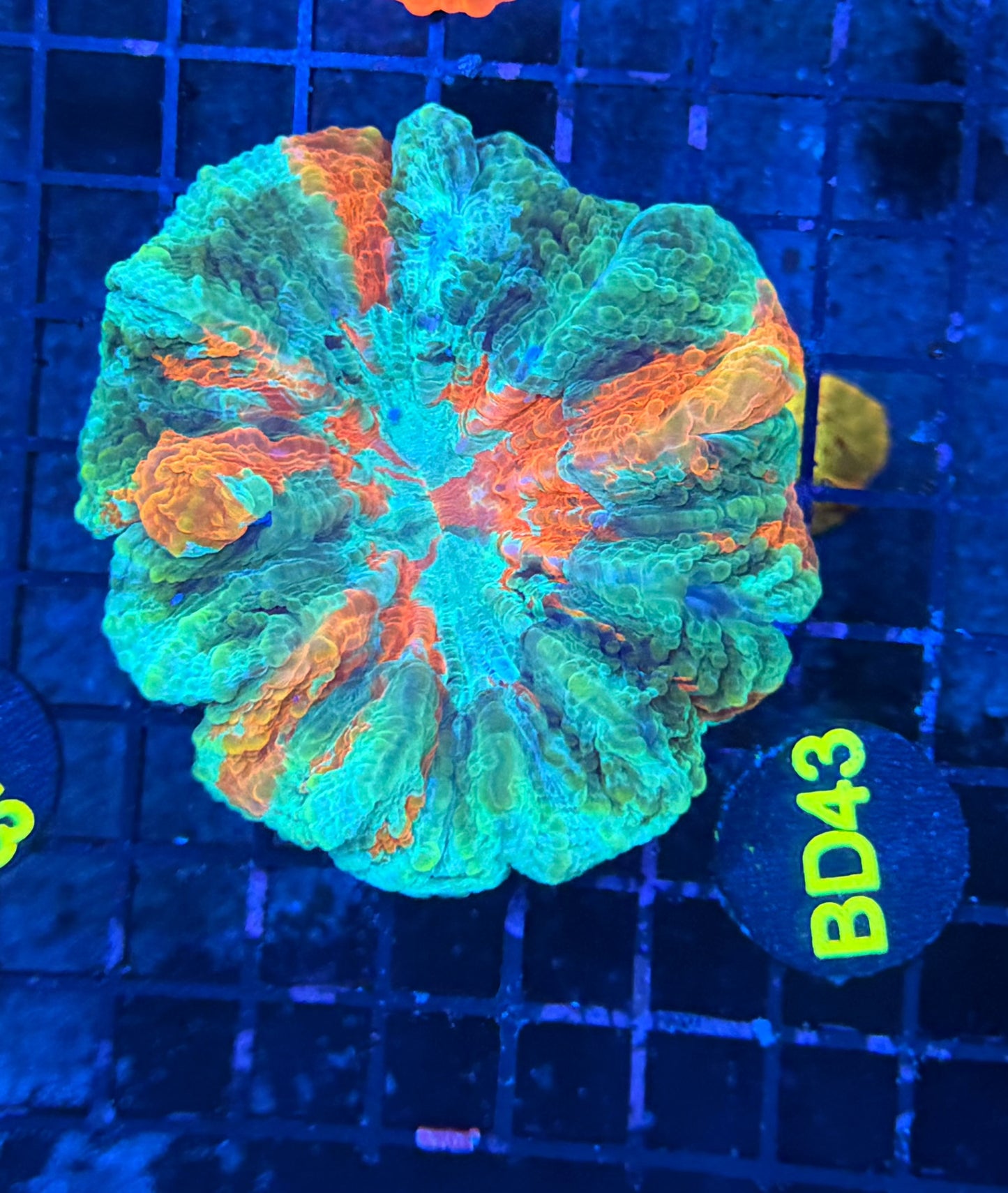 Rainbow acantho