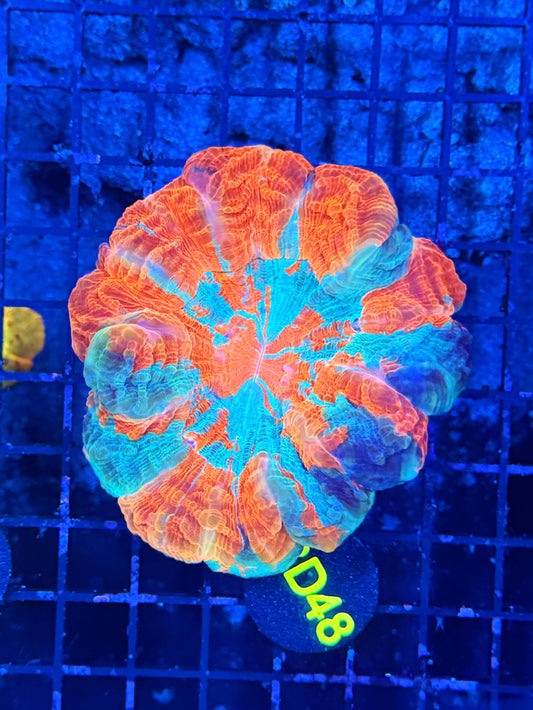 Rainbow acantho