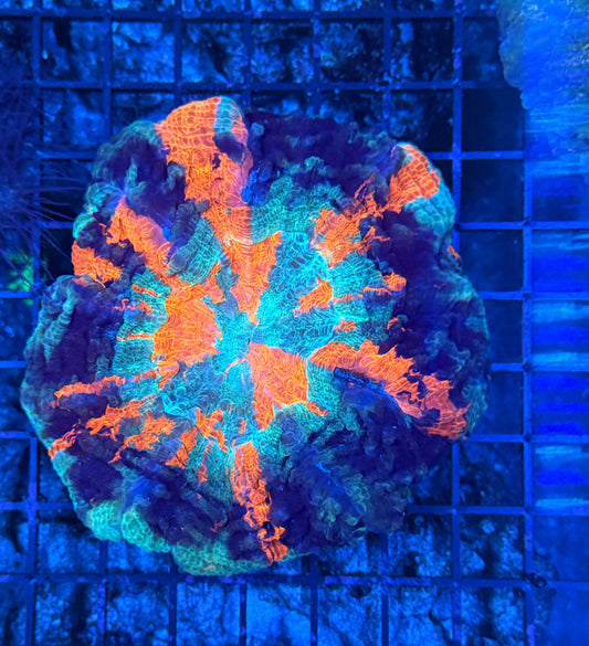 Rainbow acantho