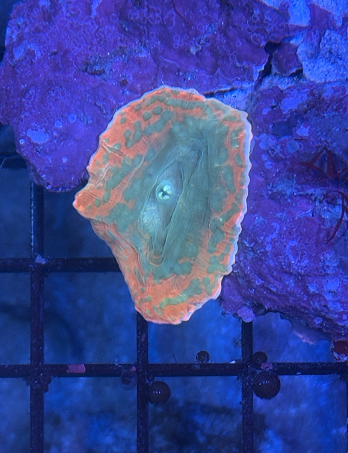 SP mushroom