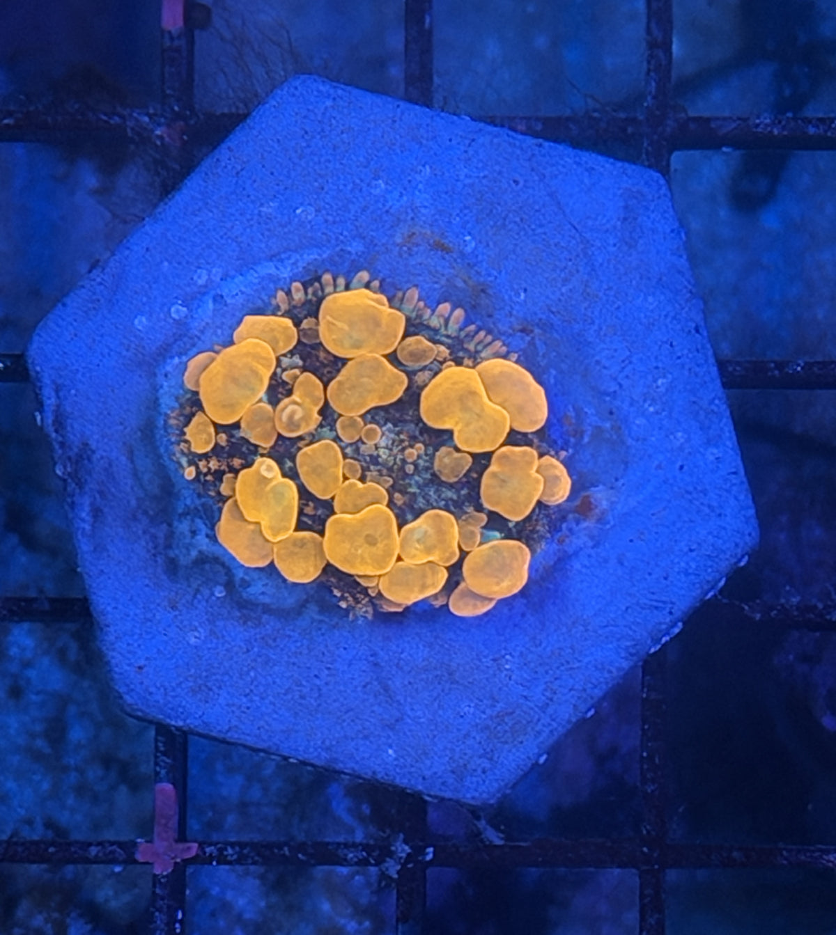 Orange inferno bounce mushroom(Not sunkist)