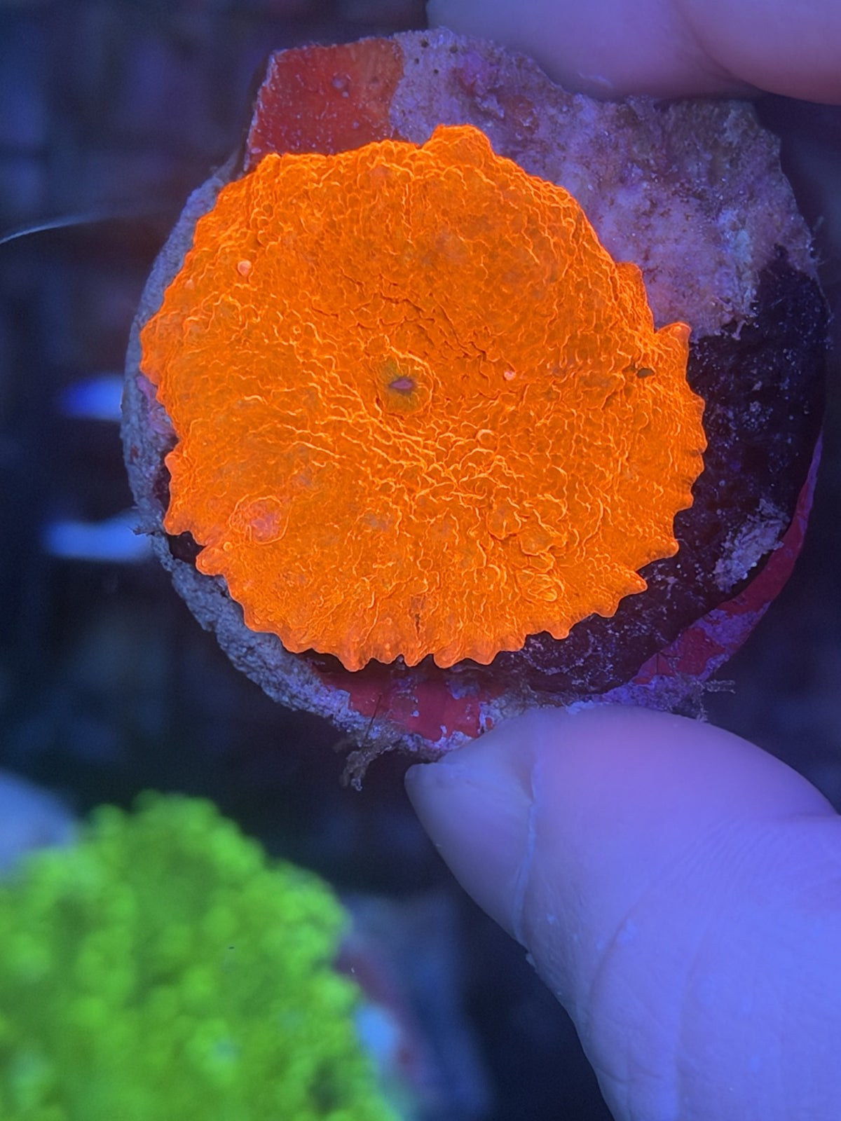 SP mushroom