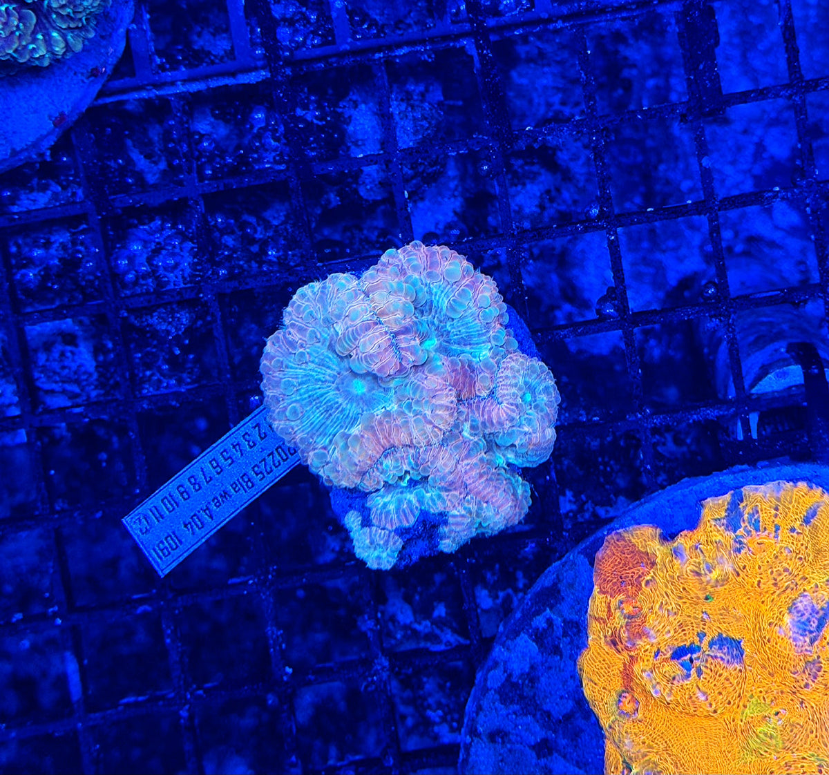 Rainbow Blasto clearance