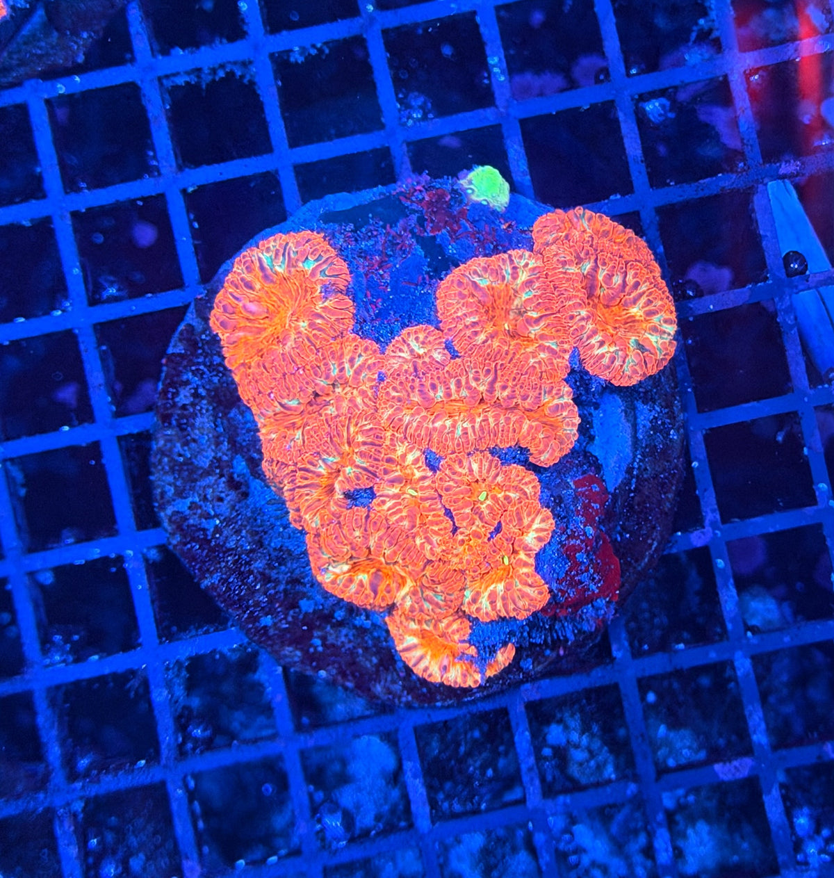 Rainbow Blasto clearance
